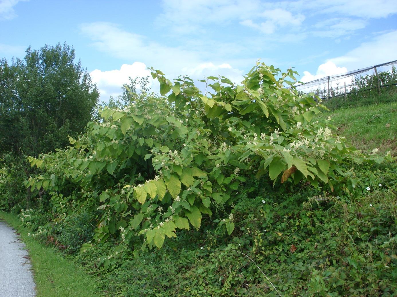 Fallopia sachalinensis