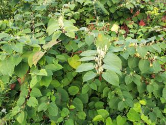 Fallopia japonica