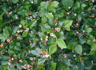 Cotoneaster divaricatus © Sten/via wikipedia - CC BY 3.0