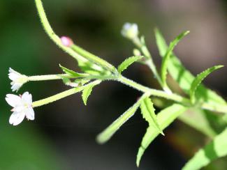 Epilobium ciliatum © Nonenmac/via wikipedia - CC BY 3.0