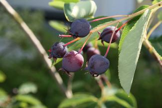 Amelanchier lamarckii © Pbuergler/via wikipedia - CC BY-SA 2.5