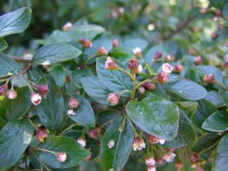 Cotoneaster lucidus © Manfred Morgner via wikipedia – CC BY 3.0