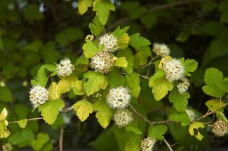 Physocarpus opulifolius © Wouter Hagens via wikipedia – Public Domain