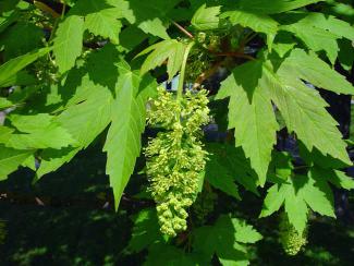 Acer pseudoplatanus © BOTANIK IM BILD / http://flora.nhm-wien.ac.at