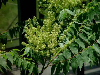 Flower of Ailanthus altissima © BOTANIK IM BILD / http://flora.nhm-wien.ac.at