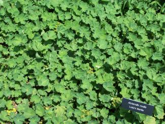 Alchemilla mollis © SEWilco via wikipedia –CC BY 3.0