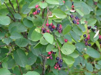 Amelanchier spicata © Tauno Erik via wikipedia - CC BY 4.0