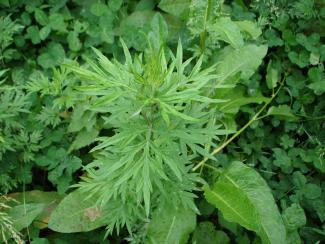 Artemisia verlotiorum © Swen Follak