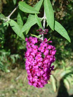 Buddleja davidii © BOTANIK IM BILD / http://flora.nhm-wien.ac.at