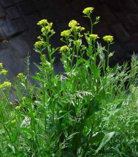 Bunias orientalis © BOTANIK IM BILD / http://flora.nhm-wien.ac.at