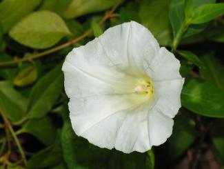 Calystegia sepium © Alvesgaspar via wikipedia – CC BY 3.0