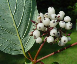 Cornus sericea © BOTANIK IM BILD / http://flora.nhm-wien.ac.at