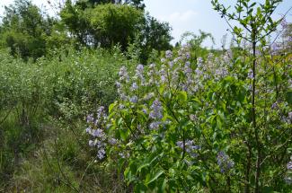 Syringa vulgaris © Swen Follak