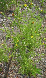 Dittrichia graveolens © BOTANIK IM BILD / http://flora.nhm-wien.ac.at