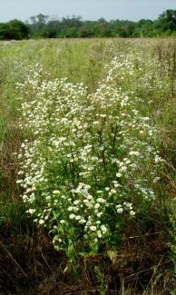 Erigeron annuus BOTANIK IM BILD / http://flora.nhm-wien.ac.at