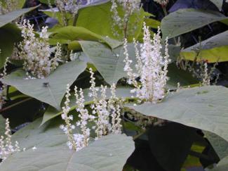 http://flora.nhm-wien.ac.at/Seiten-Arten/Fallopia-x-bohemica.htm