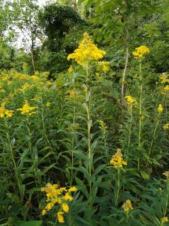 Solidago gigantea