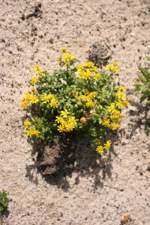 Senecio leucanthemifolius © Frank Vincentz via wikipedia - CC BY 3.0