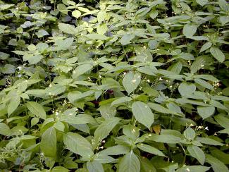 Impatiens parviflora BOTANIK IM BILD / http://flora.nhm-wien.ac.at