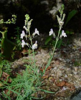 Linaria repens © BOTANIK IM BILD / http://flora.nhm-wien.ac.at