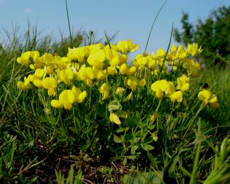 Lotus corniculatus © BOTANIK IM BILD / http://flora.nhm-wien.ac.at