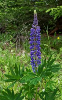 Lupinus polyphyllus BOTANIK IM BILD / http://flora.nhm-wien.ac.at