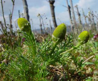 Matricaria discoidea © BOTANIK IM BILD / http://flora.nhm-wien.ac.at