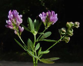 Medicago sativa BOTANIK IM BILD / http://flora.nhm-wien.ac.at 