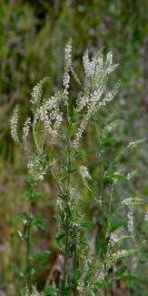 Melilotus albus © BOTANIK IM BILD / http://flora.nhm-wien.ac.at