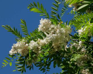 flower of Robinia pseudoacacia BOTANIK IM BILD / http://flora.nhm-wien.ac.at