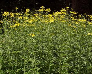 Rudbeckia laciniata © BOTANIK IM BILD / http://flora.nhm-wien.ac.at