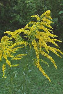 Solidago canadensis © BOTANIK IM BILD / http://flora.nhm-wien.ac.at