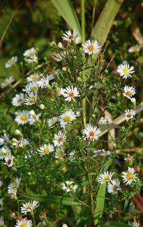 Symphyotrichum lanceolatum BOTANIK IM BILD / http://flora.nhm-wien.ac.at 