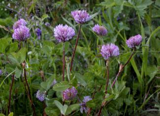 Trifolium pratense sat. © BOTANIK IM BILD / http://flora.nhm-wien.ac.at
