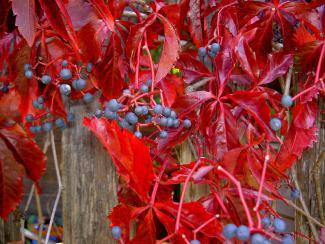 Parthenocissus quinquefolia © IKAl via wikipedia - CC BY 3.0