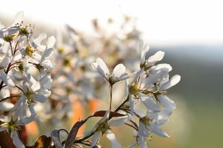 Flowers of Amelanchier