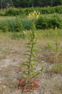 Oenothera biennis © Swen Follak