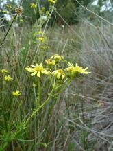 Senecio inaequidens © Swen Follak