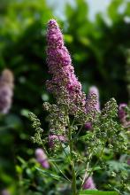 Spiraea x billardii © Wouter Hagens, Public Domain