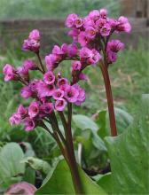 Bergenia cordifolia © Rasbak via wikipedia –CC BY 3.0