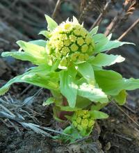 Petasites japonicus © Kropsoq via wikipedia – CC BY 3.0