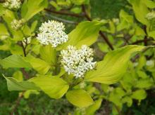 Cornus alba © Opioła Jerzy via wikipedia – CC BY 3.0