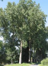 Populus x canadensis © Rasbak/via wikipedia - CC BY 3.0