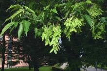 Acer negundo © BOTANIK IM BILD / http://flora.nhm-wien.ac.at