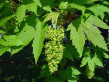 Acer pseudoplatanus © BOTANIK IM BILD / http://flora.nhm-wien.ac.at