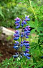 Lupinus nootkatensis © Hedwig Storch/via wikipedia - CC BY 3.0
