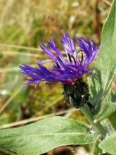 Centaurea montana © Stemonitis via wikipedia – CC BY 2.5