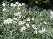 Cerastium tomentosum © Heron2 via wikipedia  - CC BY 3.0