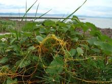 Cuscuta campestris © BOTANIK IM BILD / http://flora.nhm-wien.ac.at