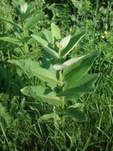 Asclepias syriaca © Swen Follak